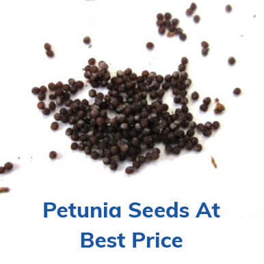 petunia seeds Manufacturers