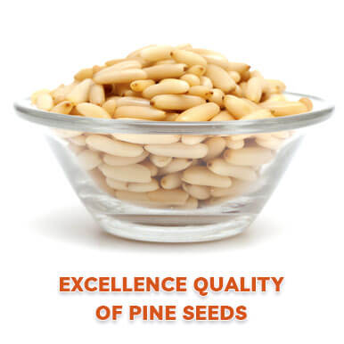Wholesale pine seeds Suppliers