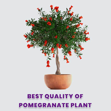 pomegranate plant Manufacturers