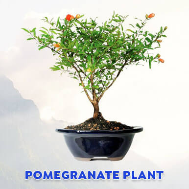 Wholesale pomegranate plant Suppliers