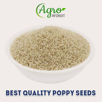poppy seeds Manufacturers