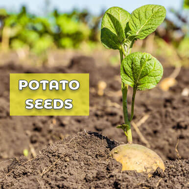 potato seeds Manufacturers