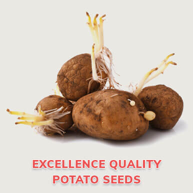 Wholesale potato seeds Suppliers