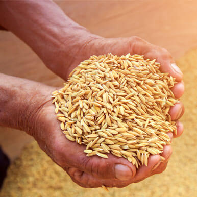 rice seed Manufacturers