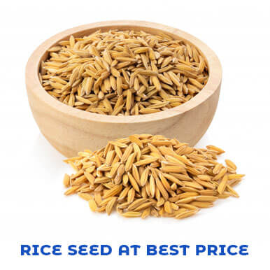 Wholesale rice seed Suppliers