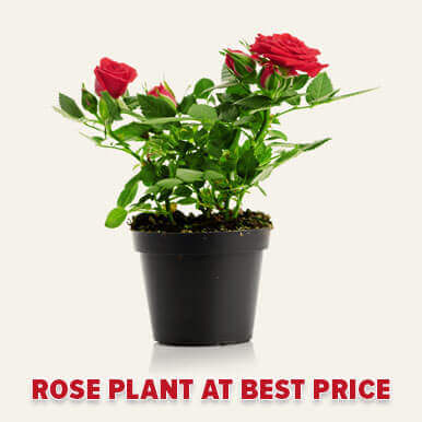 Wholesale rose plant  Suppliers