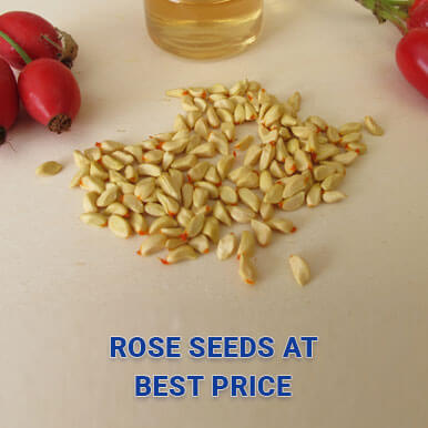 rose seeds Manufacturers