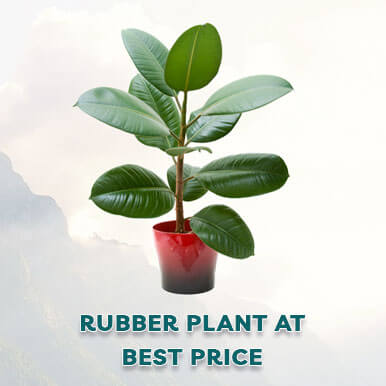 Wholesale rubber plant Suppliers