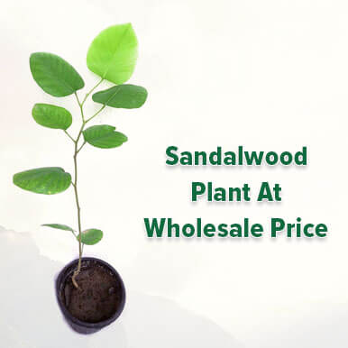 Wholesale sandalwood plant Suppliers