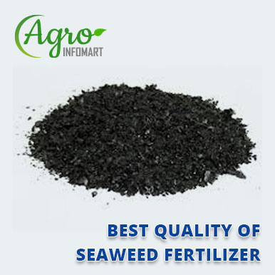 Wholesale seaweed fertilizer Suppliers