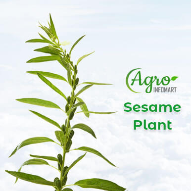 sesame plant  Manufacturers