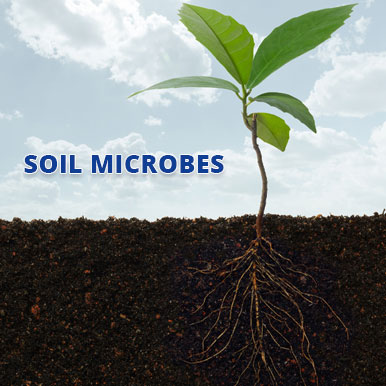 soil microbes Manufacturers