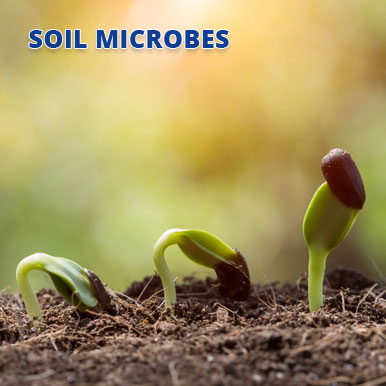Wholesale soil microbes Suppliers