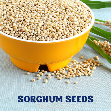 Wholesale sorghum seeds Suppliers
