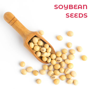 soybean seeds Manufacturers