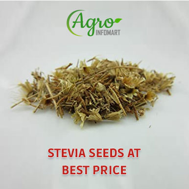 stevia seeds Manufacturers