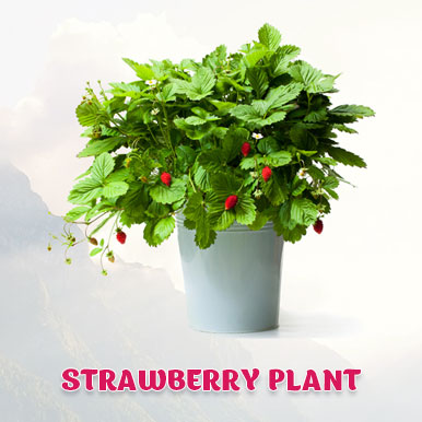 strawberry plant Manufacturers