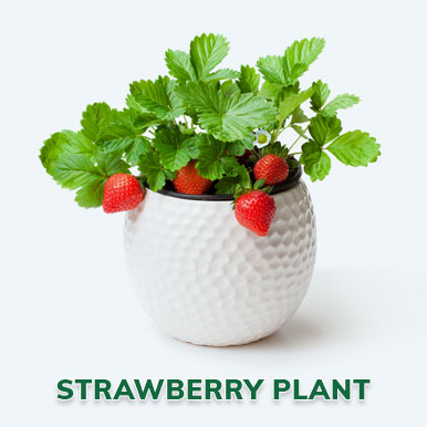 Wholesale strawberry plant Suppliers