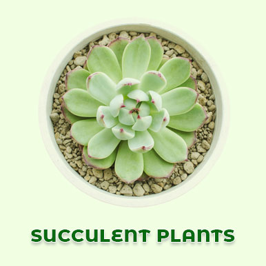 Wholesale succulent plants Suppliers