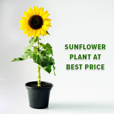 sunflower plant Manufacturers