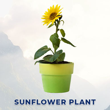 Wholesale sunflower plant Suppliers