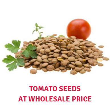 Wholesale tomato seeds Suppliers