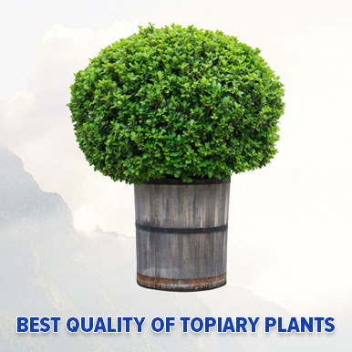 topiary plants Manufacturers