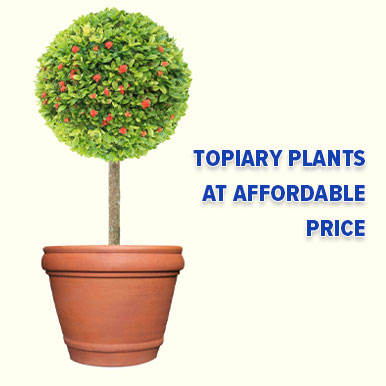 Wholesale topiary plants Suppliers