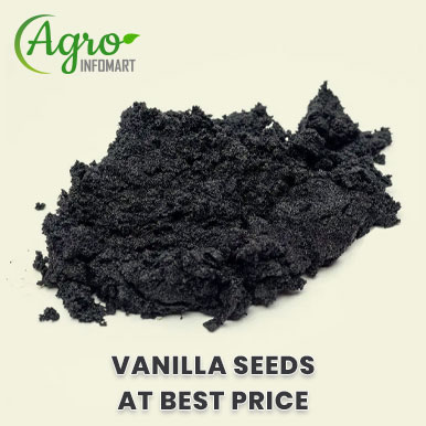 Wholesale vanilla seeds Suppliers