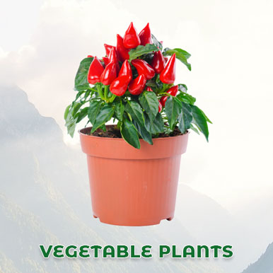 vegetable plants Manufacturers