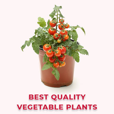 Wholesale vegetable plants Suppliers