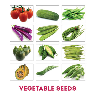 vegetable seeds Manufacturers