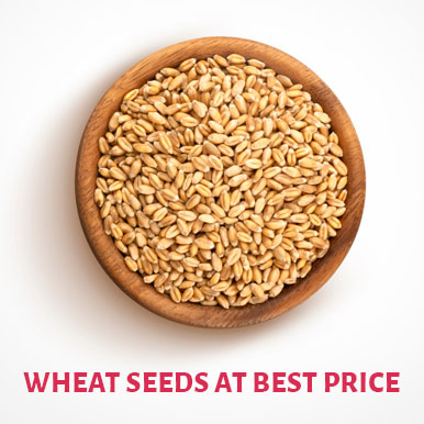Wholesale wheat seeds Suppliers