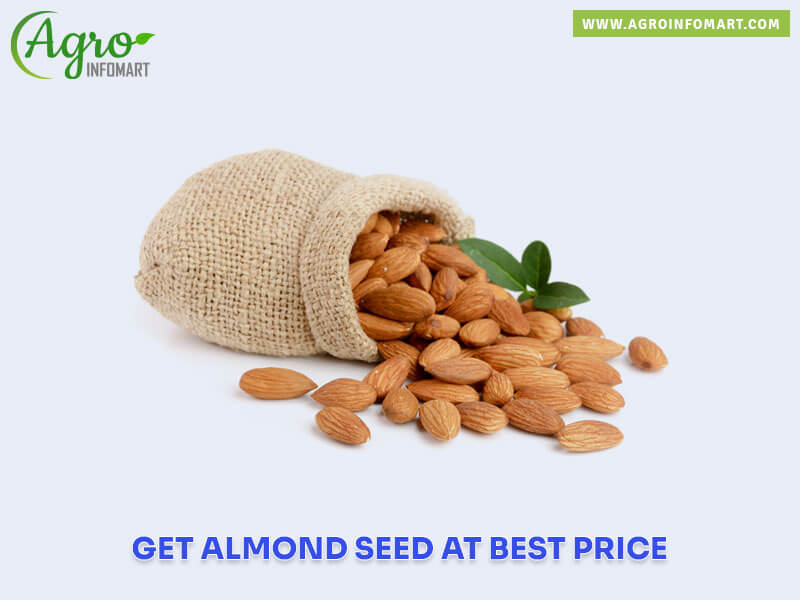 almond seed Wholesale