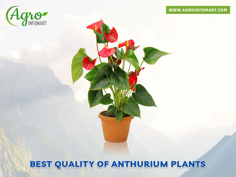 anthurium plants Wholesale