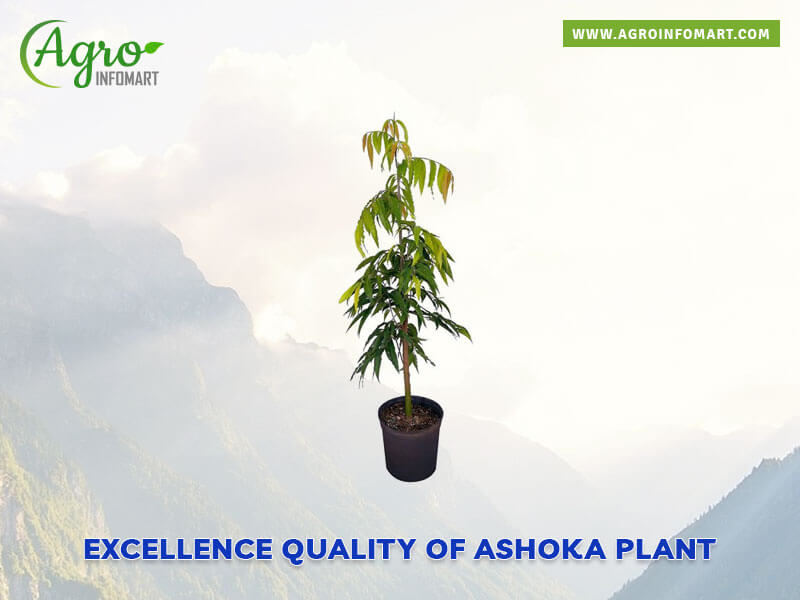 ashoka plant Wholesale