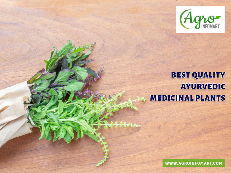 ayurvedic medicinal plants Wholesale