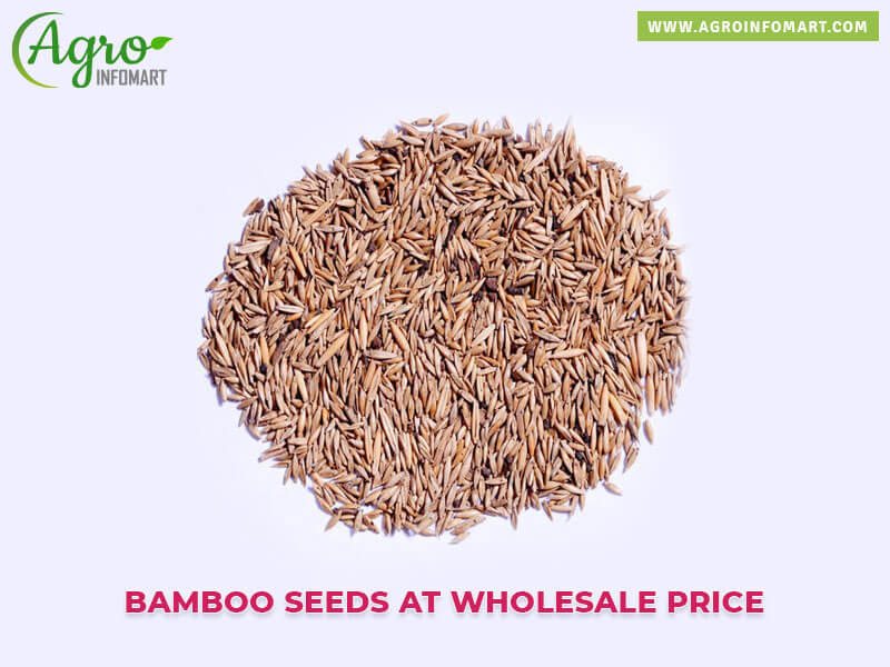 bamboo seeds Wholesale