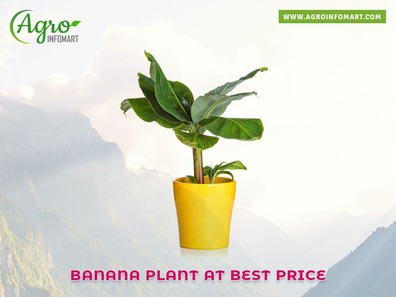 banana plant Wholesale