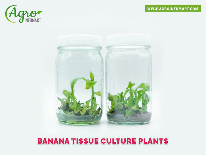 banana tissue culture plants Wholesale