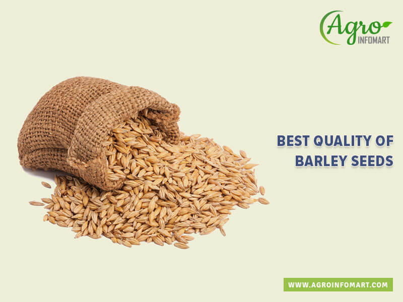 barley seeds Wholesale