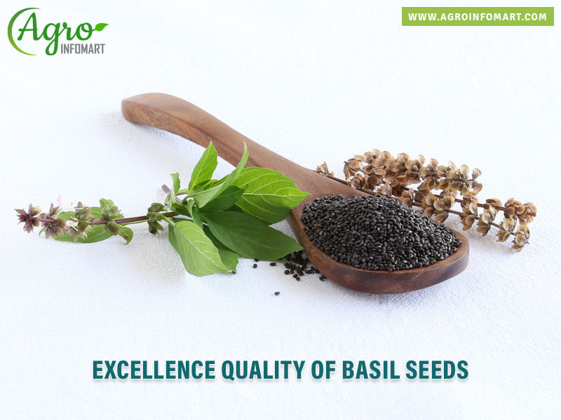 basil seeds Wholesale