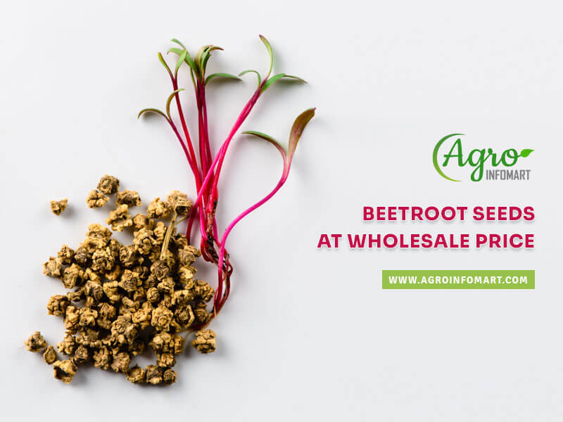 beetroot seeds Wholesale