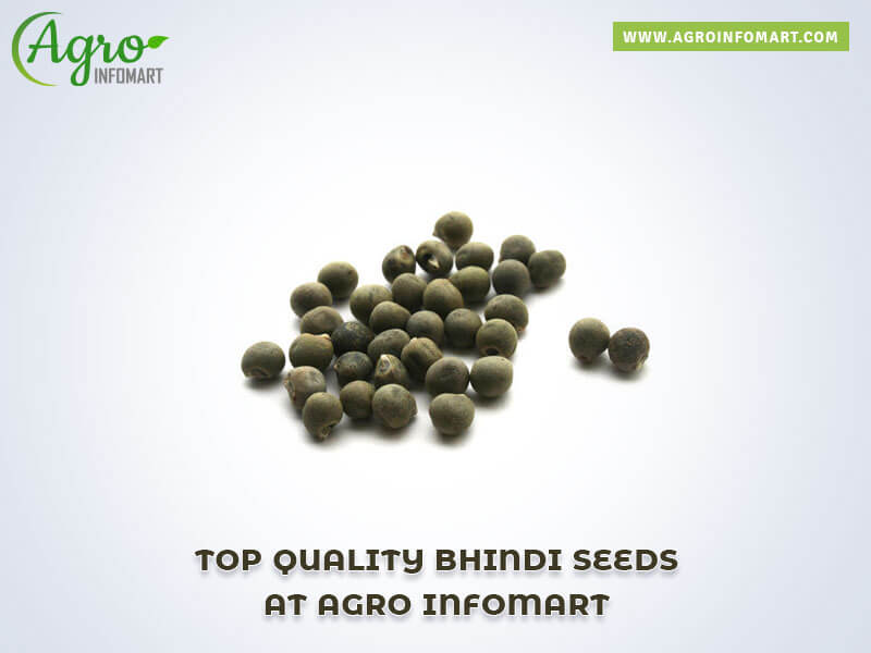 bhindi seeds Wholesale
