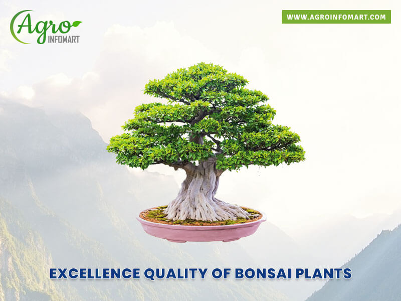 bonsai plants Wholesale