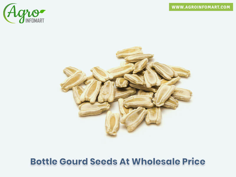 bottle gourd seeds Wholesale