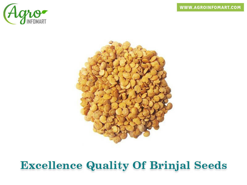 brinjal seeds Wholesale