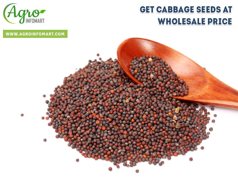 cabbage seeds Wholesale