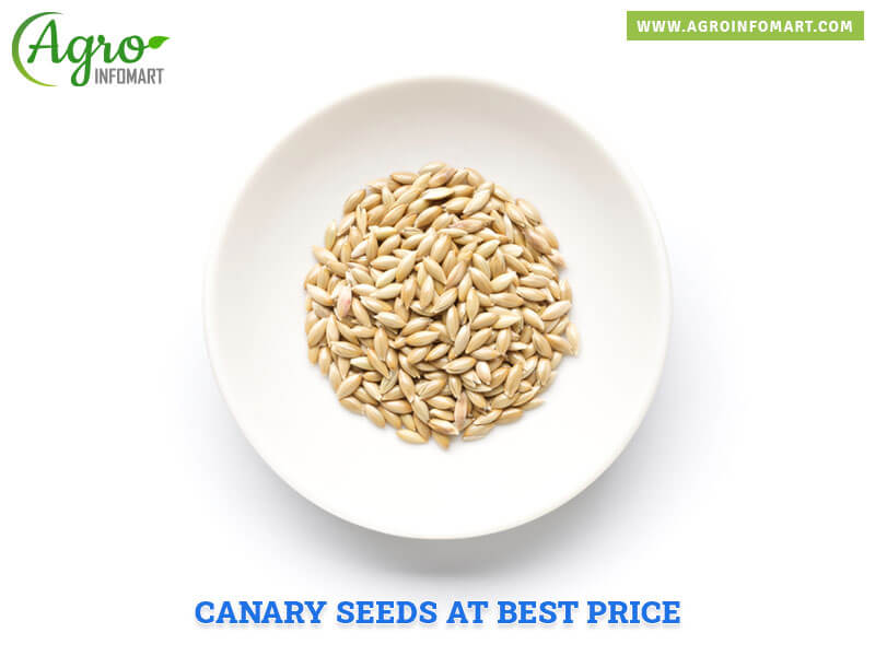 canary seeds Wholesale
