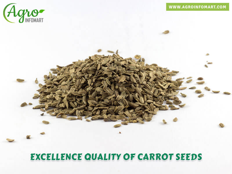 carrot seeds Wholesale